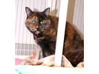 Adopt Tinkerbell & Cleopatra a Tortoiseshell Domestic Shorthair (short coat) cat