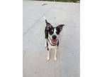 Adopt Mav a Black - with White Labrador Retriever / Jack Russell Terrier / Mixed