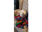 Adopt Snowball a Cream or Ivory (Mostly) Siamese / Mixed (short coat) cat in