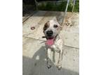 Adopt Ford a Brown/Chocolate - with White Australian Cattle Dog / Mixed dog in