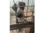 Adopt Flint a German Shorthaired Pointer / Mixed dog in New Braunfels