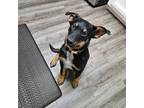 Adopt Hercules a Black - with Tan, Yellow or Fawn Australian Shepherd / German