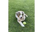 Adopt Bear a White - with Gray or Silver Australian Shepherd / Mixed dog in