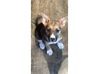 Adopt Maggie a Tricolor (Tan/Brown & Black & White) Border Collie / German