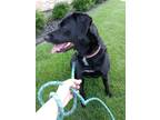 Adopt Trigger a Black - with White Labrador Retriever / American Pit Bull