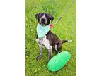 Adopt Pickles a Pit Bull Terrier / Blue Heeler / Mixed dog in Indiana