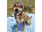 Adopt Olive a Beagle / Mixed dog in Indiana, PA (41490086)