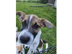 Adopt Yadon a Tricolor (Tan/Brown & Black & White) Beagle / Mixed dog in