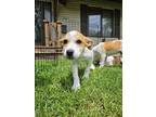 Adopt Yadanar a White - with Tan, Yellow or Fawn Beagle / Mixed dog in