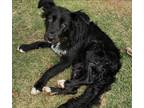 Adopt Jada a Black - with White Border Collie / Mixed dog in Oklahoma City