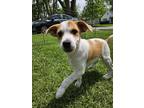 Adopt Yele a White - with Tan, Yellow or Fawn Beagle / Mixed dog in Kalamazoo