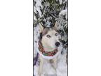 Adopt Sky a White - with Black Husky / Mixed dog in Opelika, AL (41030129)