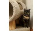 Adopt Speckles a Tortoiseshell Domestic Shorthair / Mixed (short coat) cat in
