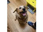 Adopt Kendall a Red/Golden/Orange/Chestnut - with White Australian Cattle Dog /
