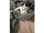 Adopt Thunder a White (Mostly) American Shorthair / Mixed (short coat) cat in