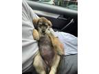 Adopt Nala a Brown/Chocolate - with Tan Labrador Retriever / German Shepherd Dog