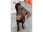 Adopt Leon 3249 a Red/Golden/Orange/Chestnut Doberman Pinscher / Mixed dog in