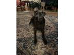 Adopt Fatima a Gray/Blue/Silver/Salt & Pepper Mutt / Mixed dog in Charlotte