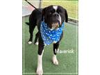 Adopt MAVERICK a Black - with White Boxer / Mixed Breed (Large) / Mixed dog in