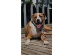 Adopt Woofgang a Tan/Yellow/Fawn - with White Labrador Retriever / Mixed dog in