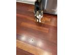 Adopt Lynx a Cream or Ivory (Mostly) Domestic Longhair / Mixed (long coat) cat