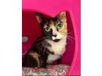 Adopt Elora a Domestic Shorthair / Mixed (short coat) cat in Providence