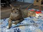 Adopt King a Domestic Shorthair / Mixed (short coat) cat in Providence