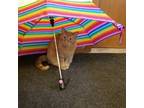 Adopt Ginger a Orange or Red (Mostly) Domestic Shorthair / Mixed (short coat)