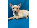 Adopt Heaven a Tan/Yellow/Fawn - with White Labradoodle / Labrador Retriever /