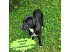 Adopt RIVER a Labrador Retriever, Mixed Breed