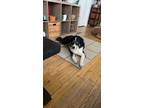 Adopt Oliver a Black - with White Border Collie / Australian Shepherd / Mixed