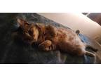 Adopt Little a Gray, Blue or Silver Tabby American Shorthair / Mixed (short