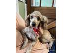 Adopt Poppi a Brown/Chocolate - with White Poodle (Miniature) / Mixed dog in