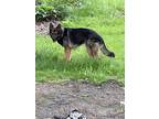 Adopt Cochise a Black - with Tan, Yellow or Fawn German Shepherd Dog / Mixed dog