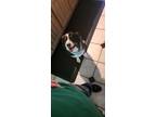 Adopt Bandit a Tricolor (Tan/Brown & Black & White) Australian Shepherd / Mixed