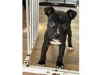 Adopt Dior a Black - with White American Pit Bull Terrier / Boston Terrier /
