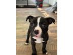 Adopt Chanel a Black - with White American Pit Bull Terrier / Boston Terrier /