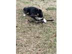 Adopt Biscuit a Tricolor (Tan/Brown & Black & White) Australian Shepherd /