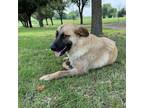 Adopt Diamond a Tan/Yellow/Fawn - with Black Anatolian Shepherd / Black Mouth