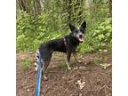 Adopt Oni a Merle Australian Cattle Dog / Blue Heeler / Mixed dog in Chatham