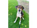 Adopt Champa Nugget a Beagle / Mixed dog in Chico, CA (41481818)