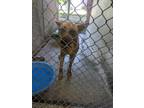 Adopt ROGER a Boxer / Shepherd (Unknown Type) / Mixed dog in Lindsay