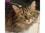 Adopt Georgia a Domestic Longhair / Mixed (long coat) cat in Buford