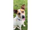 Adopt Rhett a White - with Red, Golden, Orange or Chestnut Australian Cattle Dog