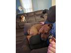 Adopt Diesel/deedee a Brown/Chocolate - with White German Shepherd Dog / Terrier