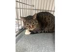 Adopt Poppy a Domestic Shorthair / Mixed (short coat) cat in Rock Springs