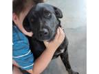 Adopt Fry a Brindle Australian Shepherd / Labrador Retriever / Mixed dog in