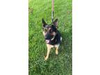 Adopt Nala a Black - with Tan, Yellow or Fawn German Shepherd Dog / Mixed dog in
