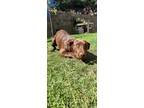Adopt King a Brown/Chocolate Labrador Retriever / Catahoula Leopard Dog / Mixed