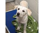 Adopt Ladybug a Tan/Yellow/Fawn Labrador Retriever / Golden Retriever / Mixed